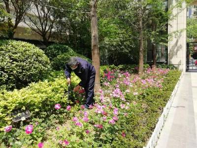 致中海锦苑业户朋友们 12月家书与绿化管理温馨提示