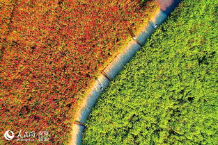 合肥蜀山区四季花海绿化管理的实践与探索