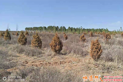 柏树养护恢复慢怎么办？优化管理策略与生根剂选择指南