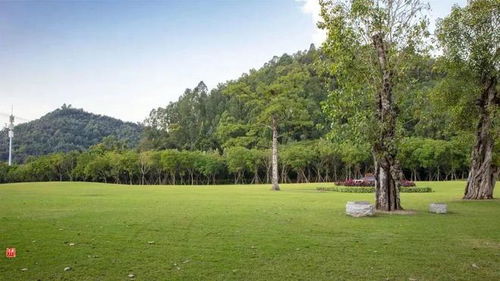 绿化管养有新招 树木CT技术助力扮靓城市颜值