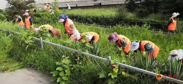 路南区城管执法局夏季清理杂草，精细维护绿化环境