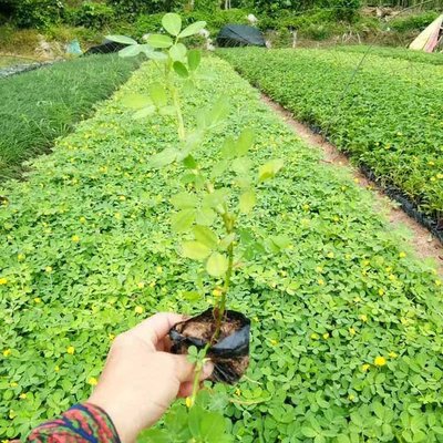 花生藤袋苗与假花生小苗在园林绿化中的应用与管理