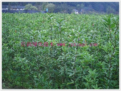 高纯度尖叶四季桂，信鸽绿化专营首选