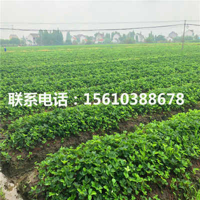 京承香草莓苗的精细化管理技术与优质批发基地绿化管理策略